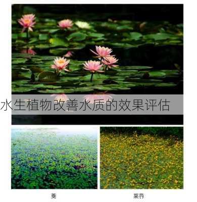 水生植物改善水质的效果评估