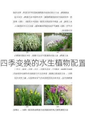 四季变换的水生植物配置