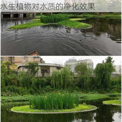 水生植物对水质的净化效果