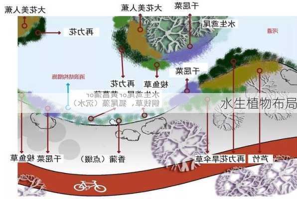 水生植物布局