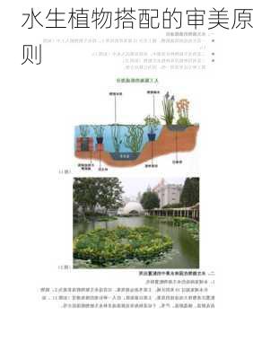 水生植物搭配的审美原则