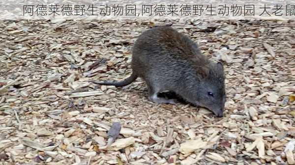 阿德莱德野生动物园,阿德莱德野生动物园 大老鼠