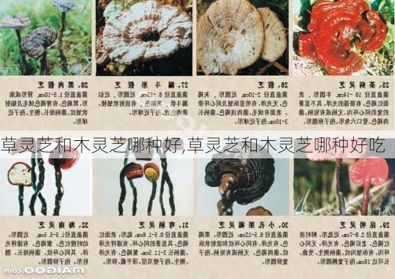 草灵芝和木灵芝哪种好,草灵芝和木灵芝哪种好吃