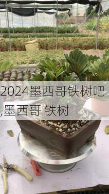 墨西哥铁树吧,墨西哥 铁树