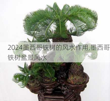墨西哥铁树的风水作用,墨西哥铁树盆景风水