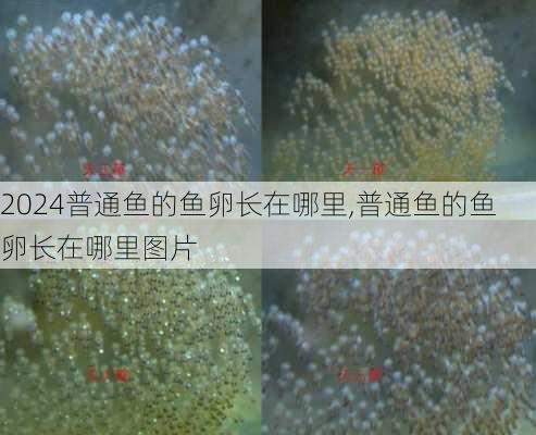 普通鱼的鱼卵长在哪里,普通鱼的鱼卵长在哪里图片