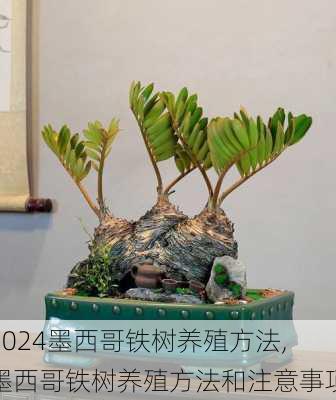 墨西哥铁树养殖方法,墨西哥铁树养殖方法和注意事项