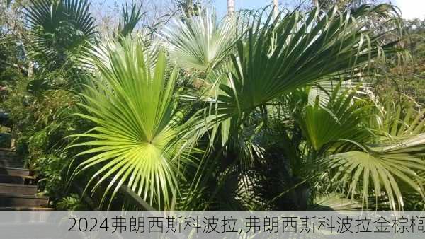 弗朗西斯科波拉,弗朗西斯科波拉金棕榈