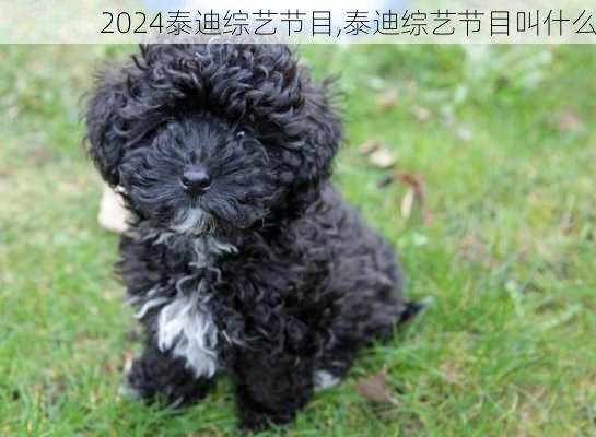泰迪综艺节目,泰迪综艺节目叫什么