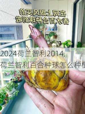荷兰智利2014,荷兰智利百合种球怎么种植