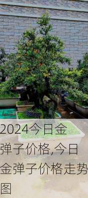 今日金弹子价格,今日金弹子价格走势图