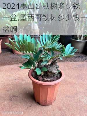 墨西哥铁树多少钱一盆,墨西哥铁树多少钱一盆啊