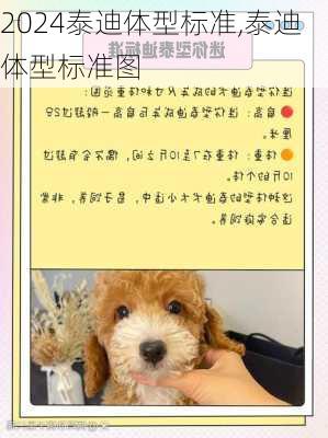 泰迪体型标准,泰迪体型标准图