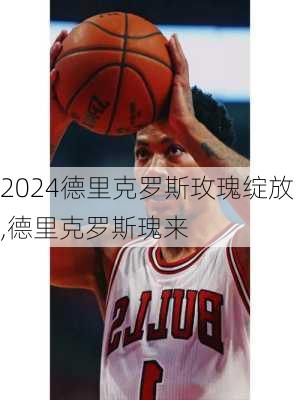德里克罗斯玫瑰绽放,德里克罗斯瑰来