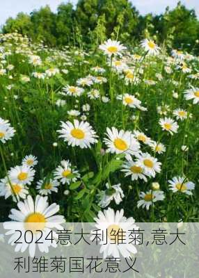 意大利雏菊,意大利雏菊国花意义