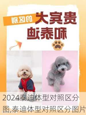泰迪体型对照区分图,泰迪体型对照区分图片